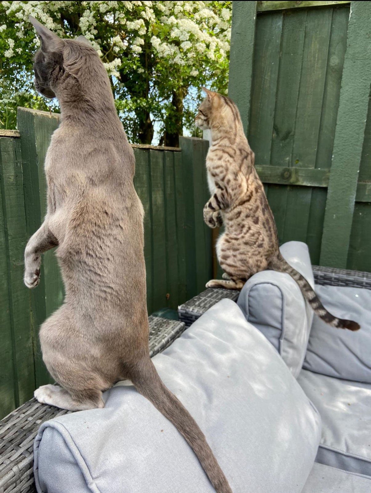 Two cats are perched on a grey outdoor sofa, standing upright on their hind legs with their front paws in the air. They appear to be intently watching something beyond the green wooden fence in a garden adorned with blooming white flowers.