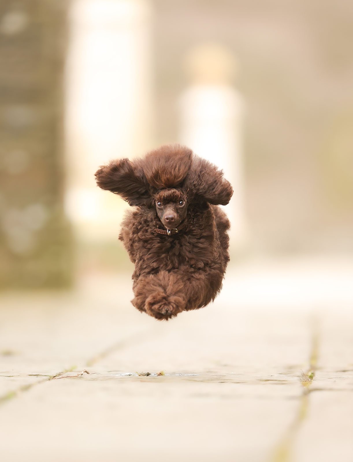 A fluffy brown poodle is captured mid-air while running, its ears flapping and legs tucked in. The background is blurred, putting focus on the energetic and joyful dog.