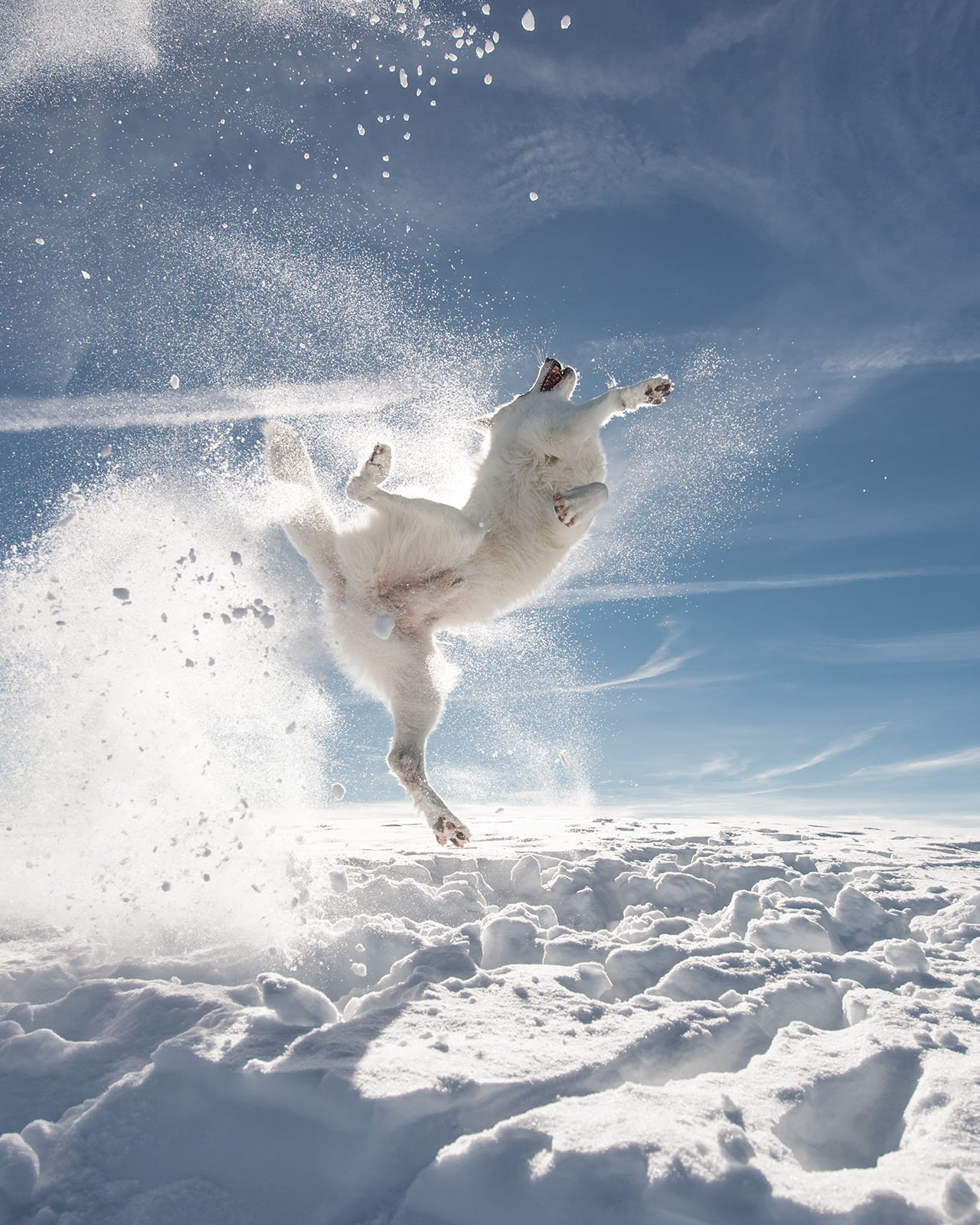 A white dog joyfully leaps into the air, surrounded by a spray of snow on a sunny day in a snow-covered landscape. The sky is bright blue with wispy clouds, accentuating the dog's playful and energetic jump as it appears to be having fun.