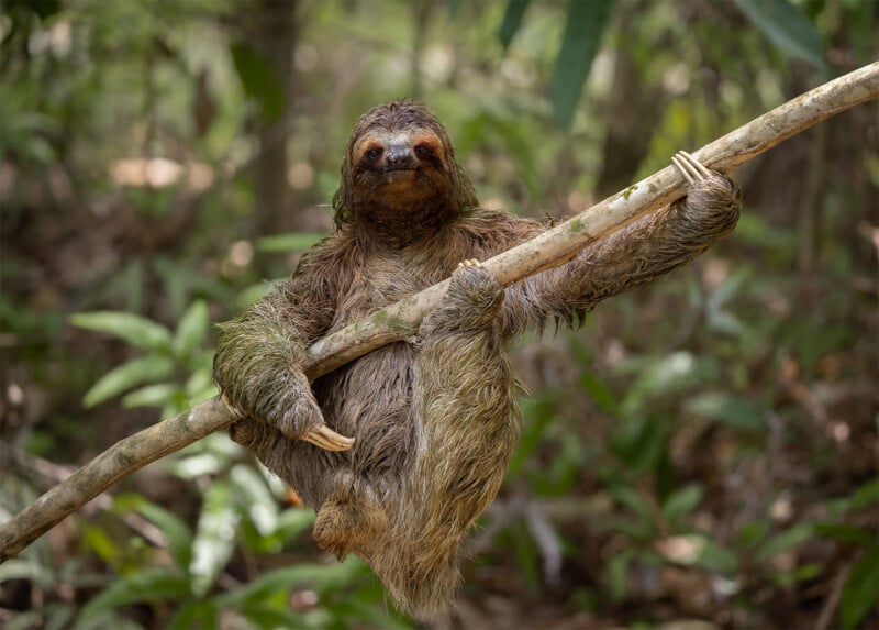 A sloth with wet fur hangs from a branch with two of its limbs in a lush, green forest setting. The sloth appears to be looking directly at the camera, holding on tightly with its claws.