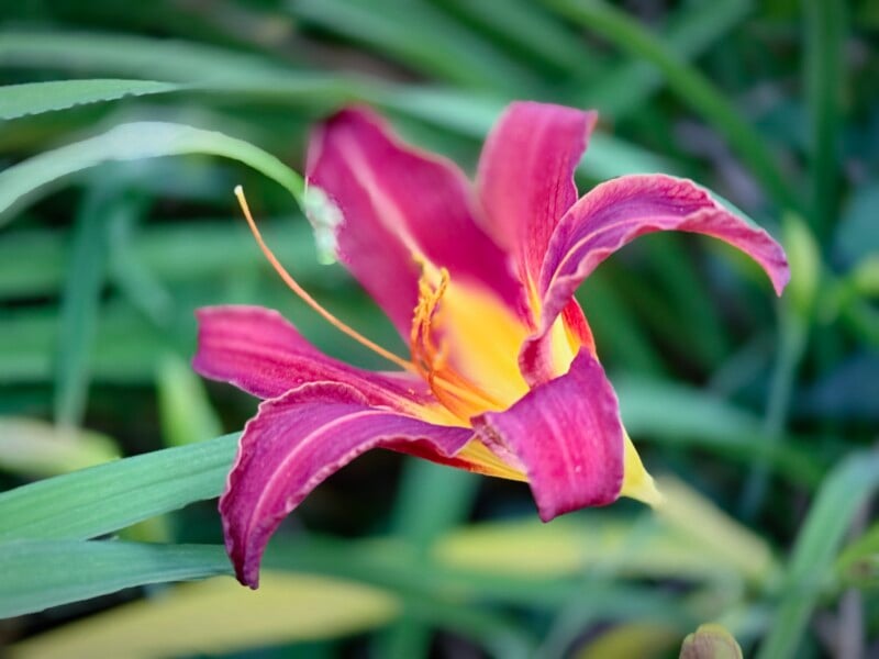 A vibrant pink and yellow daylily blooms among green foliage. The petals of the flower are open wide, showcasing its colorful interior and delicate details. The green leaves provide a contrasting background, highlighting the beauty of the flower.