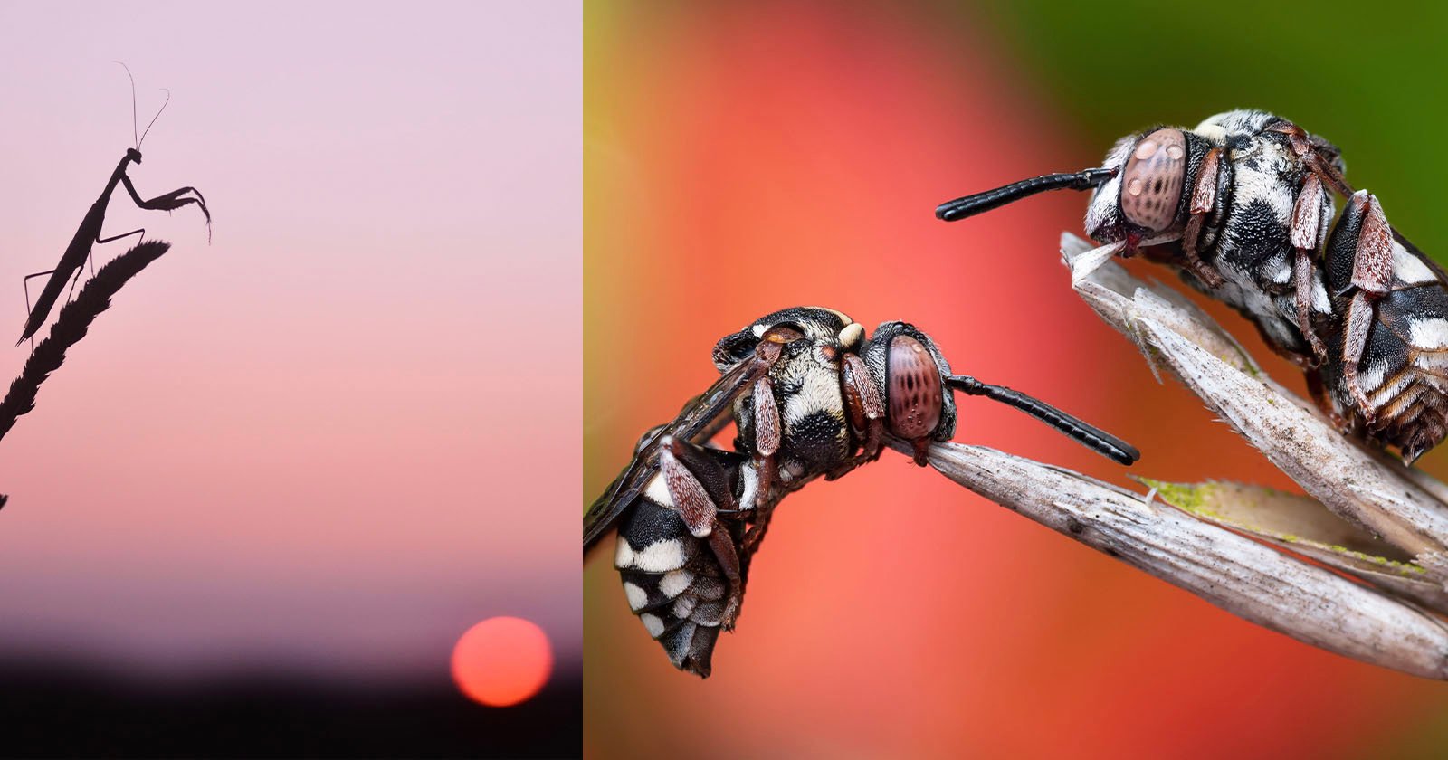 A split image. The left side shows a silhouette of a praying mantis on a leaf against a pinkish sunset sky. The right side features a close-up of two bees with striped patterns resting on thin branches against a blurred colorful background.