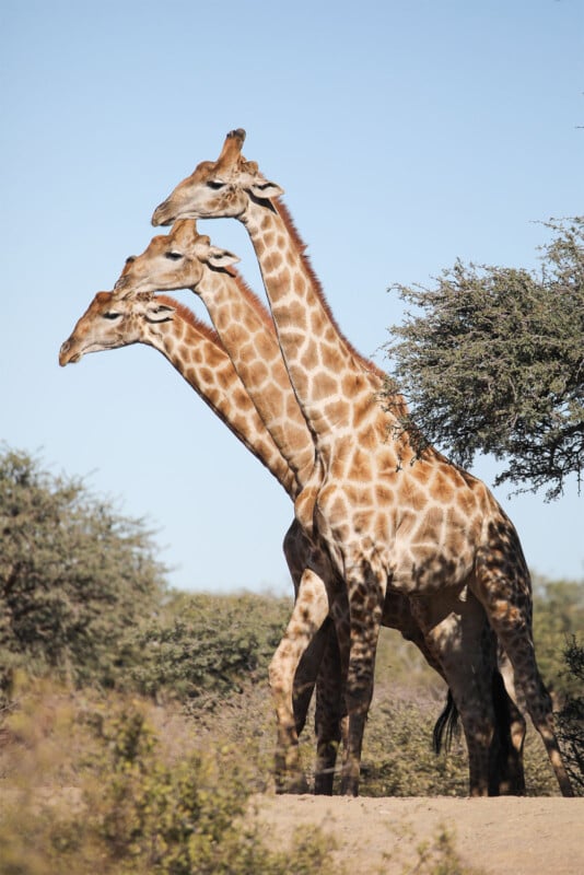 Three giraffes stand closely together in a row, creating an overlapping effect with their long necks and heads. They are surrounded by sparse vegetation in a dry, open landscape with a clear blue sky in the background.
