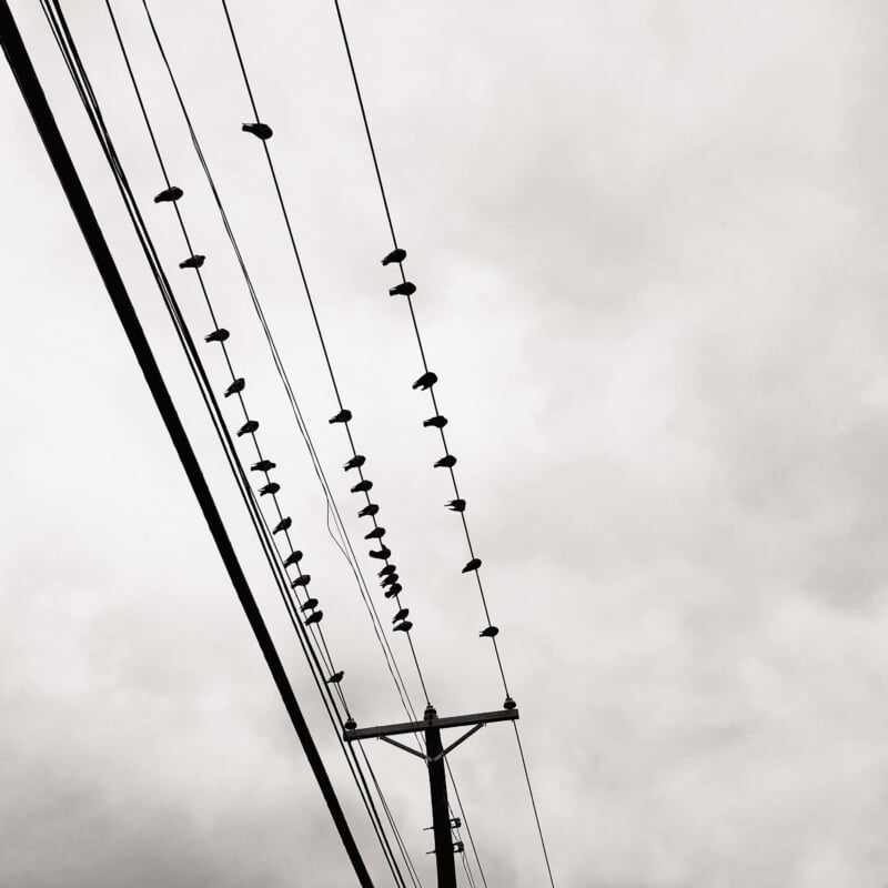 A monochrome image shows several birds perched on parallel power lines against a cloudy sky. The power lines stretch diagonally through the frame, supported by a single utility pole. The birds are spaced irregularly along the lines.