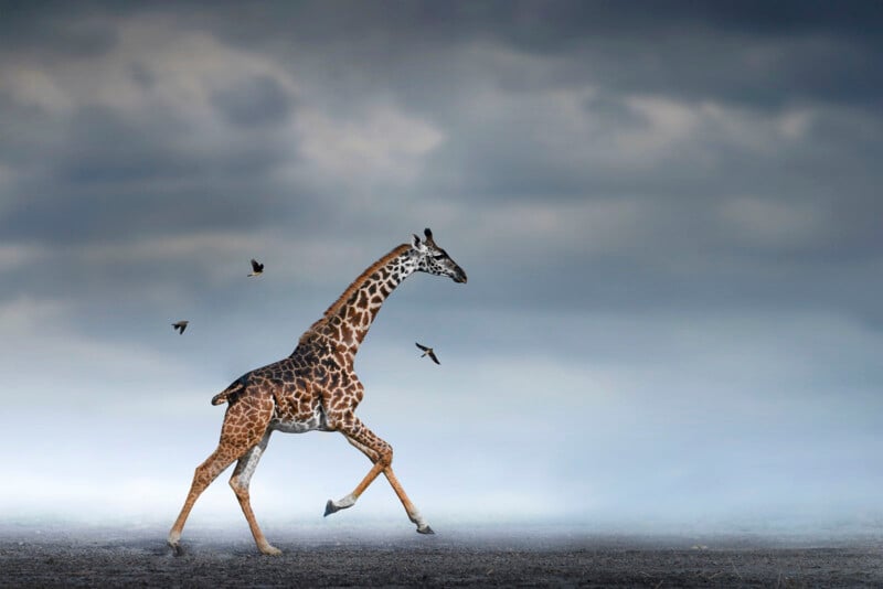 A young giraffe strides across a desolate, foggy landscape under a cloudy sky. Three birds fly alongside it, creating a dynamic scene amidst the muted colors and vast emptiness.