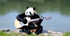 A panda sitting by a calm lake is seen playing an acoustic guitar. The panda's surroundings include green grass and a rocky shore, with the lake reflecting the sky above. The scene is serene and whimsical, blending nature with a playful, musical element.