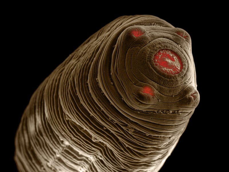 A close-up, highly detailed image of a parasitic worm under a microscope. The worm's surface appears layered and ridged, with several red-tinted structures. The image is set against a black background, highlighting the intricate textures and features of the worm.