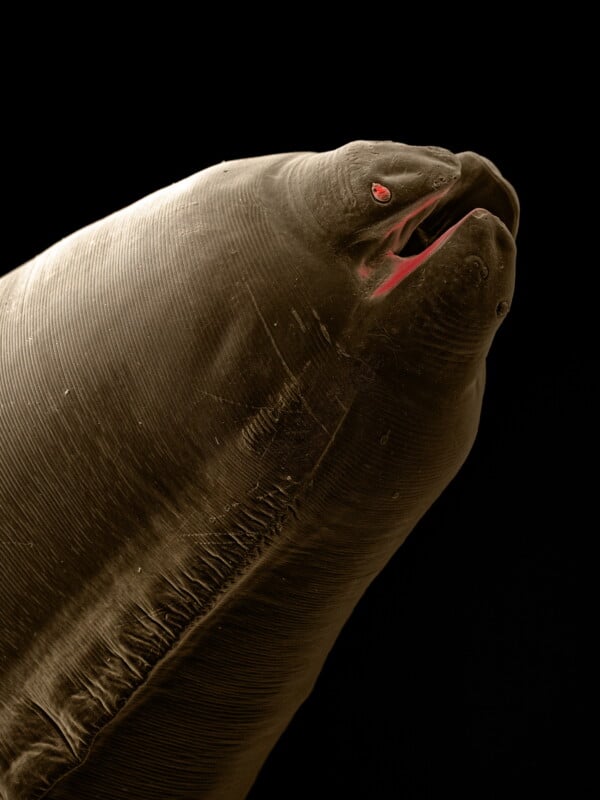 A highly magnified image of a parasitic worm, likely a hookworm or similar nematode, showing detailed textures of its body and a distinct mouth opening with red-tinted features. The worm is set against a black background, highlighting its intricate surface.