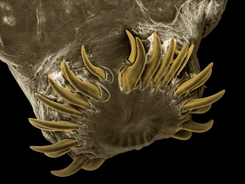 A close-up, colored scanning electron microscope image of a hookworm mouth, featuring numerous sharp, curved hooks arranged in a circular formation around the opening. The hooks are highlighted in yellow against a dark background.
