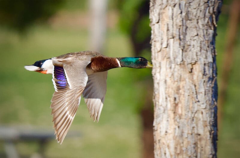 A mallard duck with iridescent green head and blue speculum flies close to a tree trunk. The background is a blurred out-of-focus mix of greens and browns, suggesting a natural setting. The duck's wings are spread out as it glides past the tree.