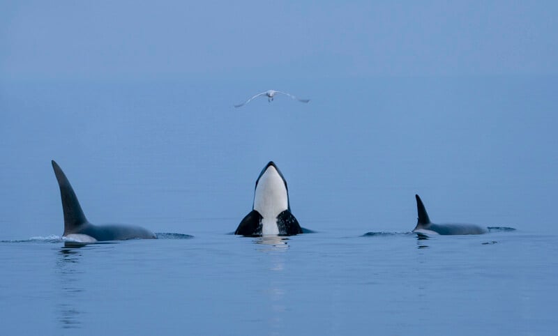 Three orcas swim in a calm, blue ocean. The middle orca is emerging vertically, with its head above the water, while the two on either side have only their dorsal fins visible. A seagull flies above, all set against a serene, hazy backdrop.