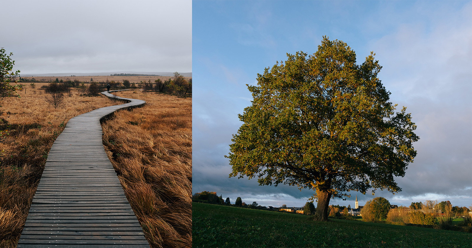 A split image: The left shows a wooden boardwalk winding through a dry, grassy landscape under a cloudy sky. The right features a lone tree with a dense canopy in a green field, bathed in the warm light of either sunrise or sunset.