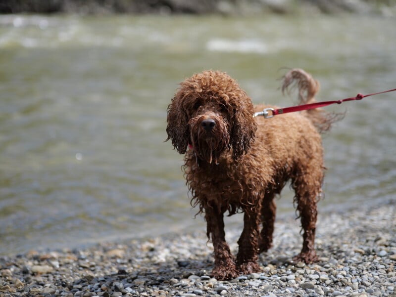 A curly-haired brown dog on a red leash stands on a pebbled shore in front of a body of water. The dog's fur appears wet, and it gazes toward the camera. The background features blurred water and a natural setting.