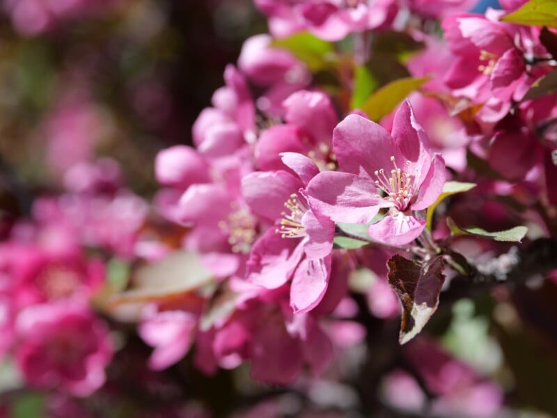 Close-up of a cluster of vibrant pink flowers in full bloom, illuminated by sunlight. The soft focus background features more blossoms and green leaves, creating a colorful and lush scene.