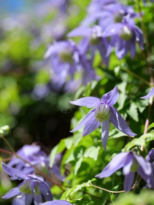 Close-up of vibrant light purple clematis flowers growing on a lush green vine. The flowers have pointed petals with a delicate texture, standing out against the verdant foliage. The background is softly blurred, emphasizing the blossoms in the foreground.