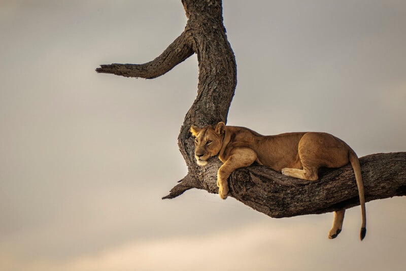 A lioness lounges on a thick, curved tree branch against a cloudy sky background. Her body is relaxed with one front leg hanging over the branch. The scene evokes a sense of tranquility and natural beauty.