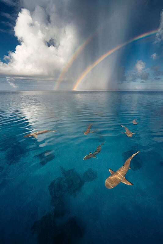 Sharks swim just below the clear blue ocean surface. Above, a dramatic sky features a double rainbow arcing through billowing clouds. The scene captures a serene, yet powerful view of nature both above and below the water.