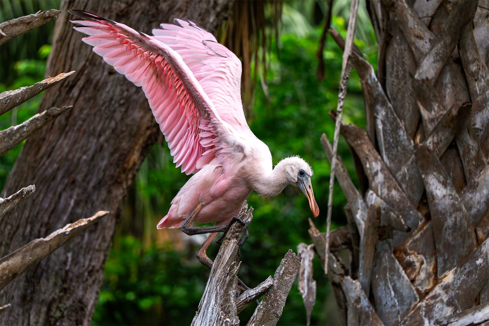 A roseate spoonbill with pink feathers and a distinctive spoon-shaped bill perches on a broken tree branch. Its wings are spread wide, showing intricate feather details. The background features green foliage and tree trunks.