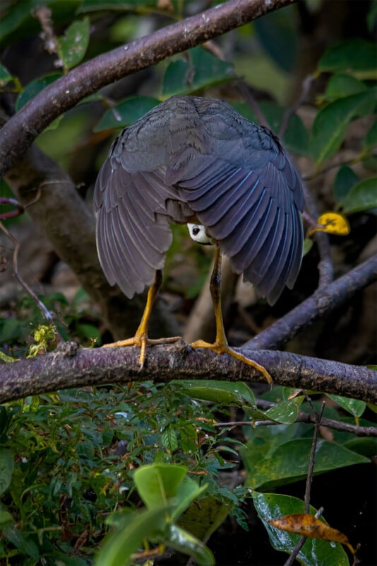 A bird standing on a tree branch with its back facing the camera, head turned upside down and peering through its legs. The bird's wings are partially open, exposing its feather pattern. The background is filled with lush green leaves and branches.
