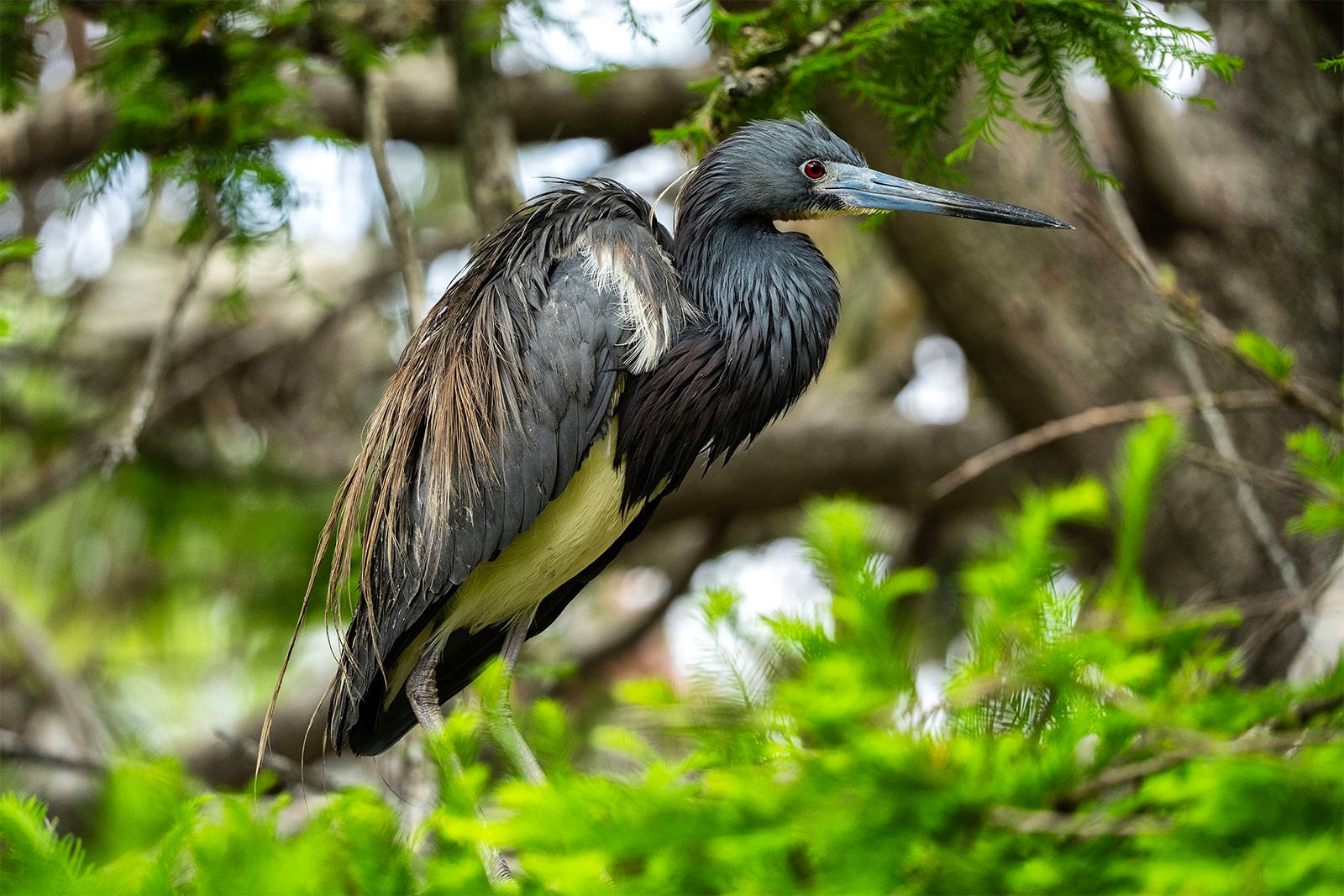 A dark-feathered heron with long legs and a pointed beak perches on a tree branch surrounded by lush green foliage. The bird's piercing eyes and sleek plumage stand out against the natural, blurred background.