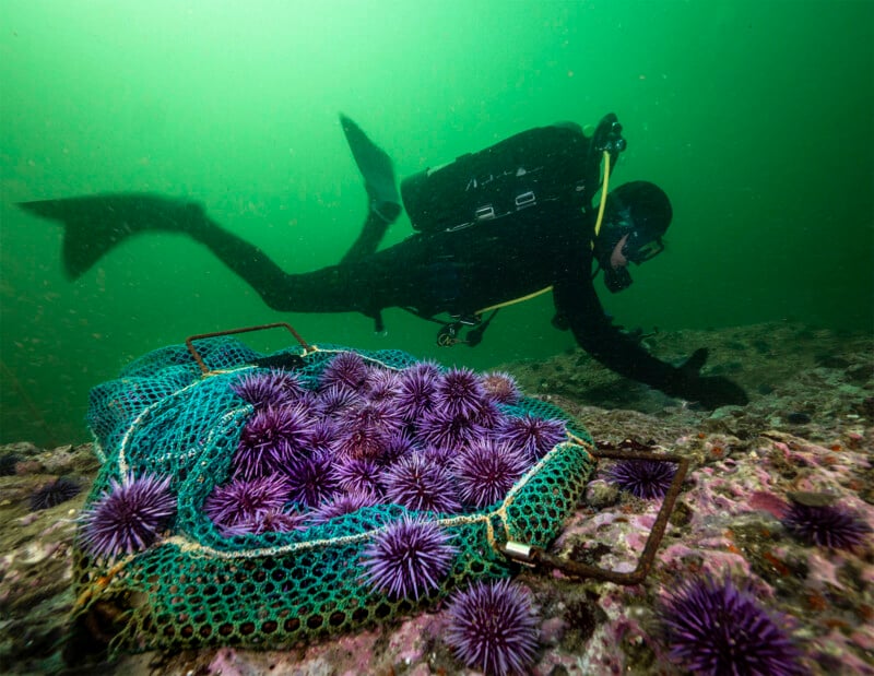 A scuba diver swims underwater near a rocky seabed with greenish lighting. The diver is close to large nets filled with numerous purple sea urchins. Some loose sea urchins are scattered on the seafloor.