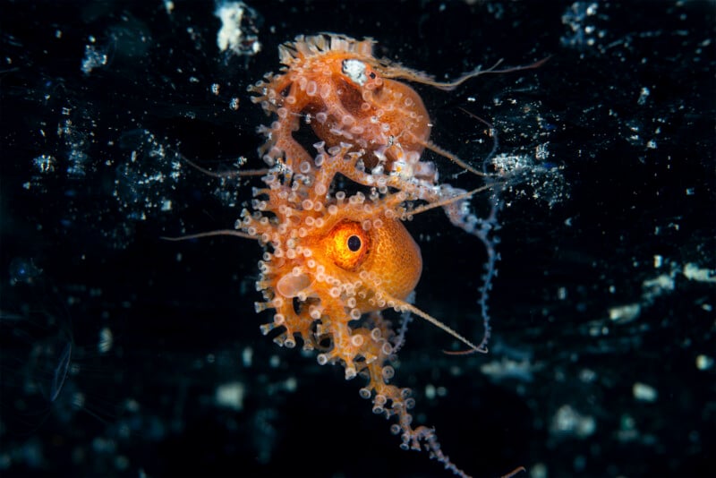 A small, vibrant orange octopus with translucent, tentacle-like appendages is captured against a dark, underwater background. The octopus has a visible red eye and intricate details on its body, creating a striking contrast with the surrounding aquatic environment.