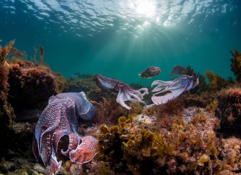 Underwater scene with multiple cuttlefish swimming over a colorful, rocky seabed with kelp and other marine plants. Sunlight filters through the water, creating beams of light that illuminate the vibrant underwater environment.
