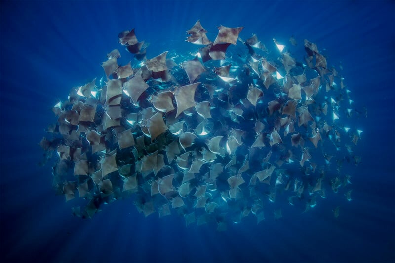 A large school of mobula rays swims together in the deep blue ocean. The rays, resembling a cluster of gliding diamond shapes, create a mesmerizing pattern as they move synchronously through the water. Sunlight penetrates the water, illuminating the scene.