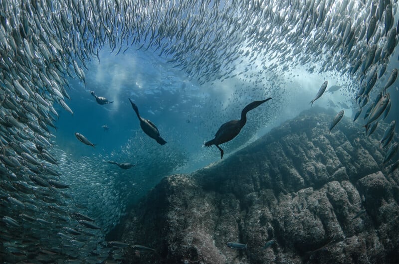 Underwater scene featuring a school of fish forming a swirling pattern, with several sea birds diving amongst them. The rocky sea floor is visible in the background, showing a captivating interaction between the birds and fish in the ocean.