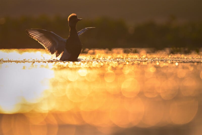 A duck with outstretched wings stands in shallow water at sunset, creating a serene and majestic scene. The golden sunlight reflects off the water, producing a bokeh effect with soft, glowing circles in the background.