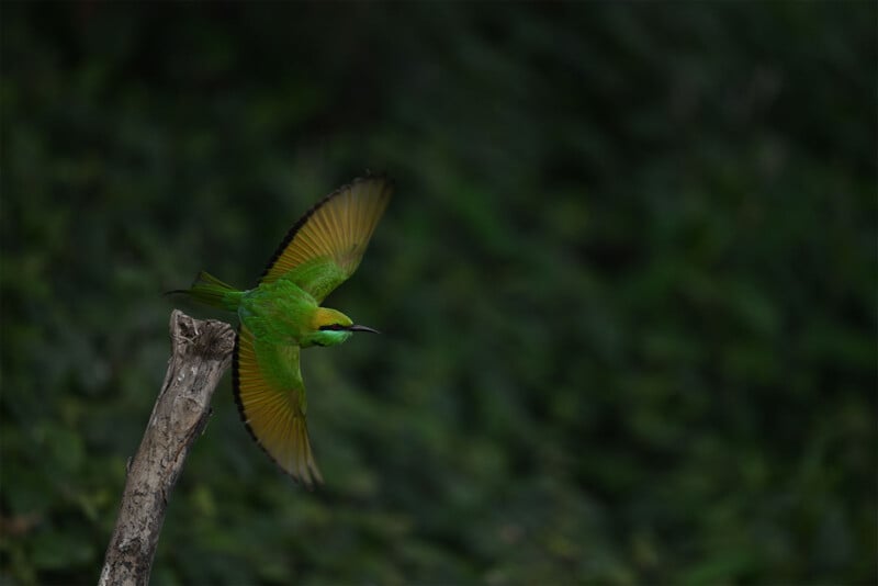 A vibrant green bird with yellow underwings is captured in mid-flight, perched on a wooden branch extending from the left. The background is a dense, dark green foliage, providing a natural habitat for the bird.
