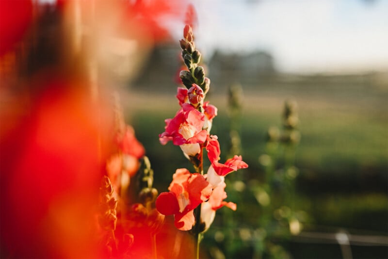 A close-up of vibrant red and pink snapdragon flowers in full bloom against a blurred background of greenery and a distant landscape. The sunlight softly highlights the petals, creating a warm and serene atmosphere.