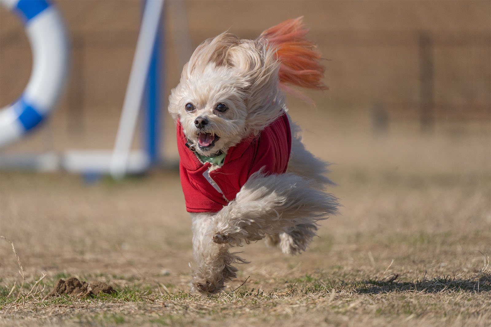 A small, fluffy dog wearing a red jacket runs energetically across a grassy field. The dog's fur is blowing in the wind, and its tongue is out, indicating excitement. An agility training obstacle is blurred in the background.