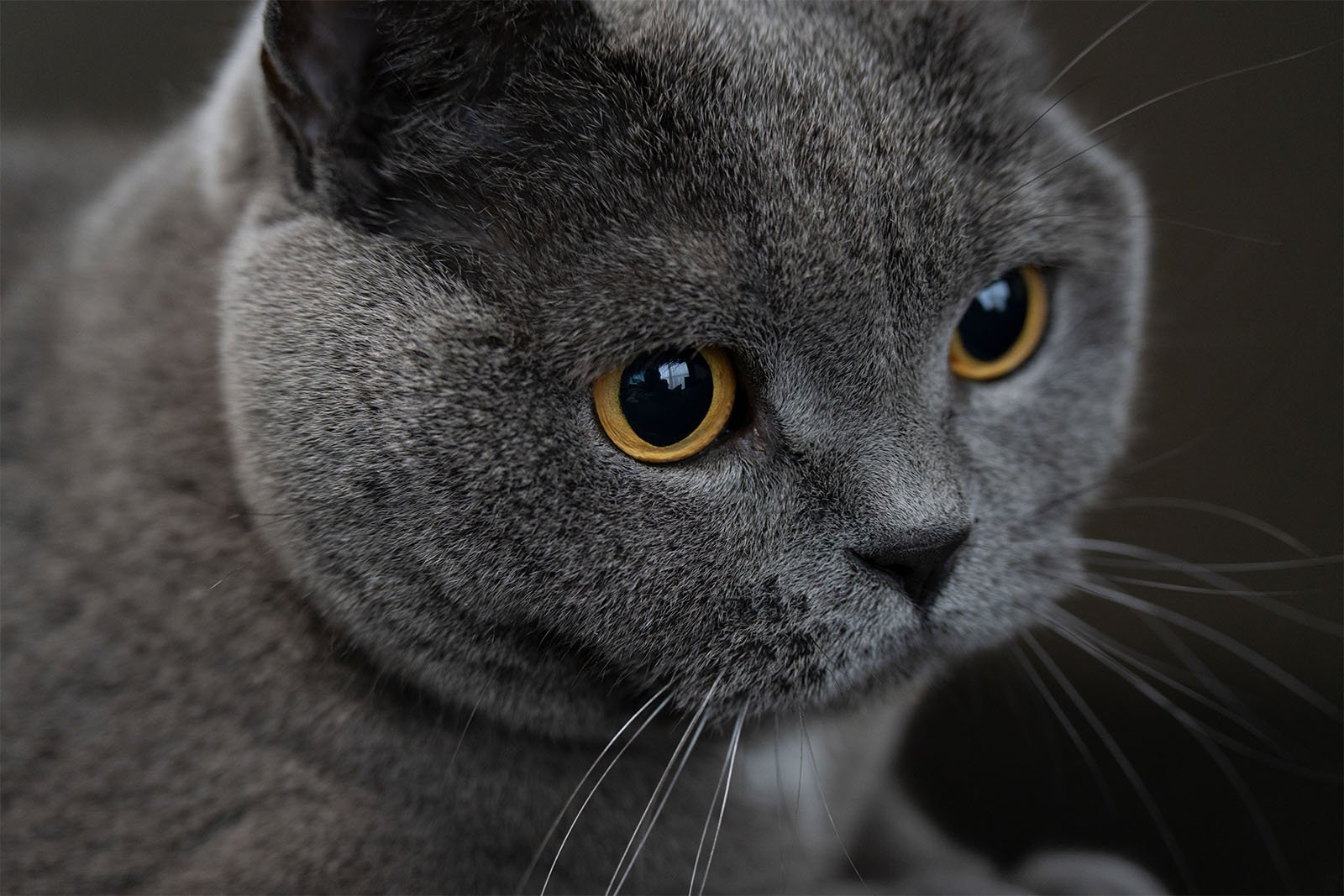 Close-up of a gray cat with round, bright yellow eyes and a calm expression. The cat's fur appears dense and plush, and its whiskers are prominent against the background. The image captures the cat's face in detail.