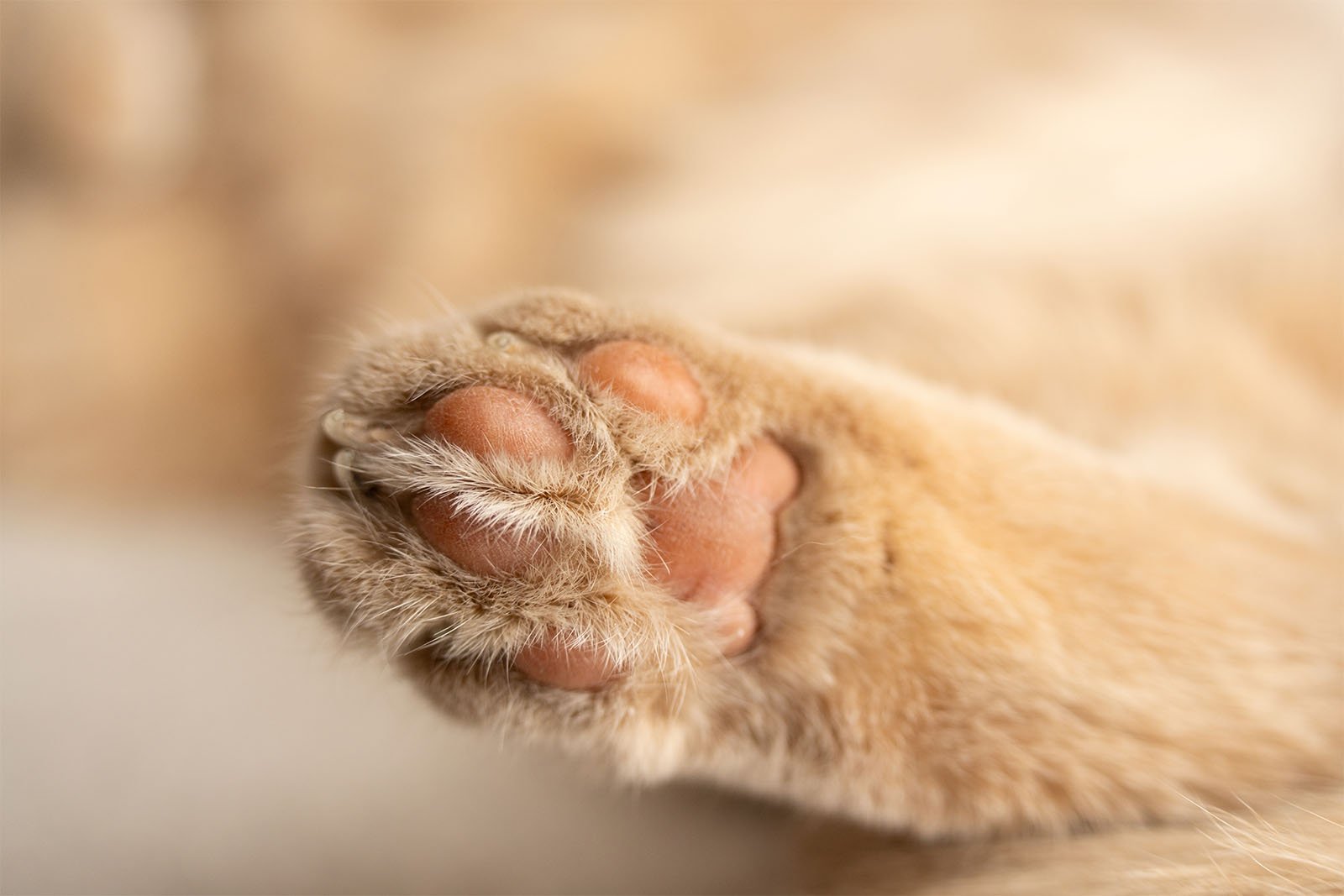 Close-up of a cat's paw with soft orange fur and pink paw pads. The image focuses on the paw, displaying the furry details and the subtle texture of the pads, giving a sense of coziness and warmth. The background is blurred and neutral.