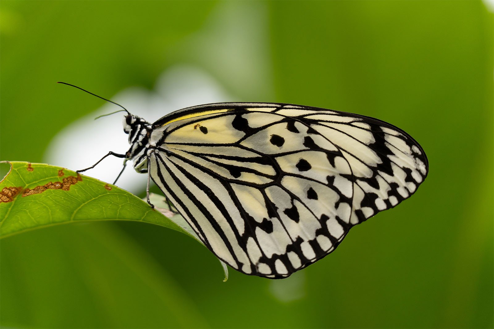 A black-and-white butterfly with distinctive patterns on its wings, stands perched on a green leaf against a blurred green background.
