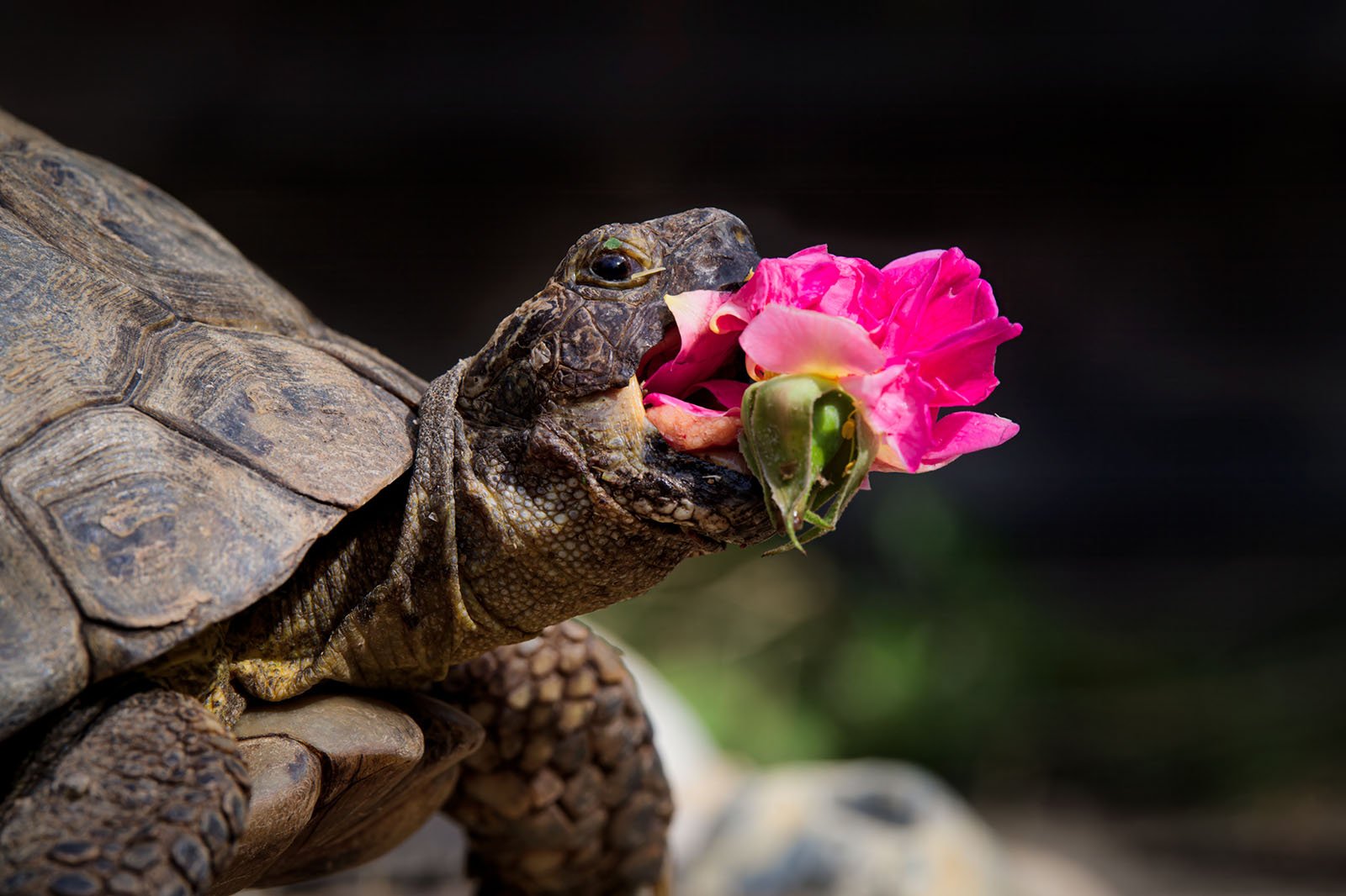 A tortoise with a textured, brown shell is biting a vibrant pink rose. The close-up shot captures the tortoise's head and front legs, with the rose partially inside its mouth. The background is blurred, highlighting the tortoise and the flower.