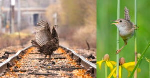 A composite image shows two scenes: on the left, a wild turkey spreads its wings while walking on railroad tracks; on the right, a small bird perches on a green plant stem beside yellow flowers, appearing to chirp with its beak open.