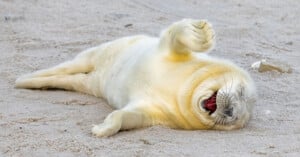 A baby seal with white fur lies on its back on a sandy beach. Its mouth is open as if it is yawning or laughing, and one of its flippers is raised in the air, giving a playful and relaxed appearance.