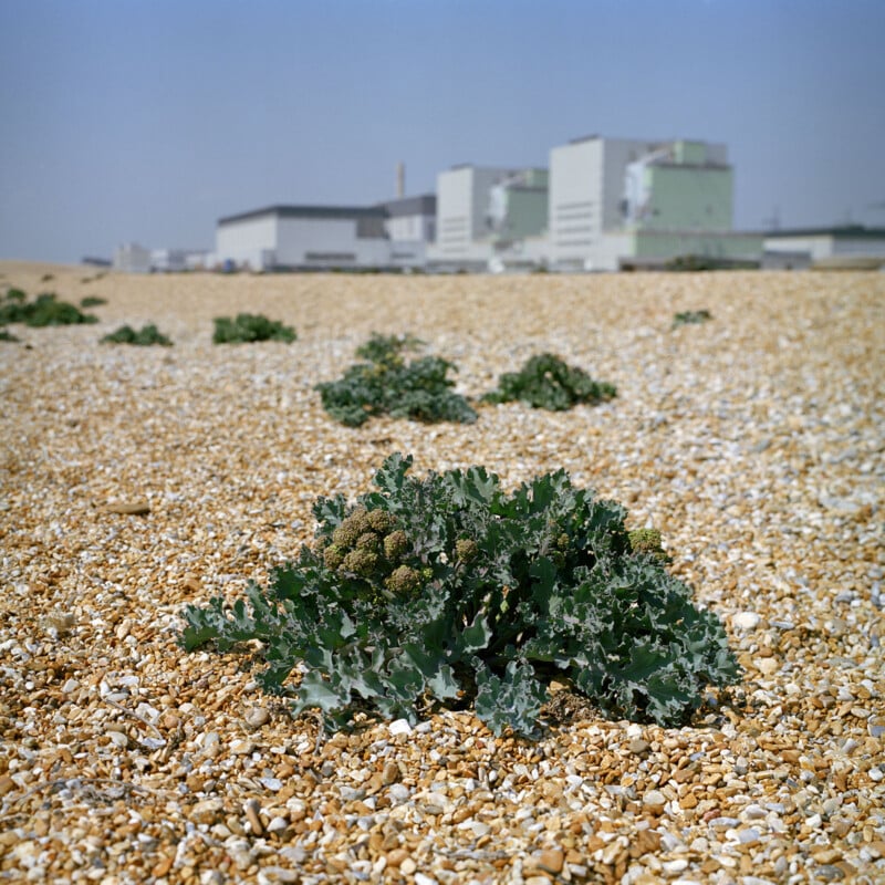 A close-up of green sea kale growing among brown pebbles on a beach. Several other sea kale plants are scattered in the background, and there are large industrial buildings visible in the distance against a clear blue sky.