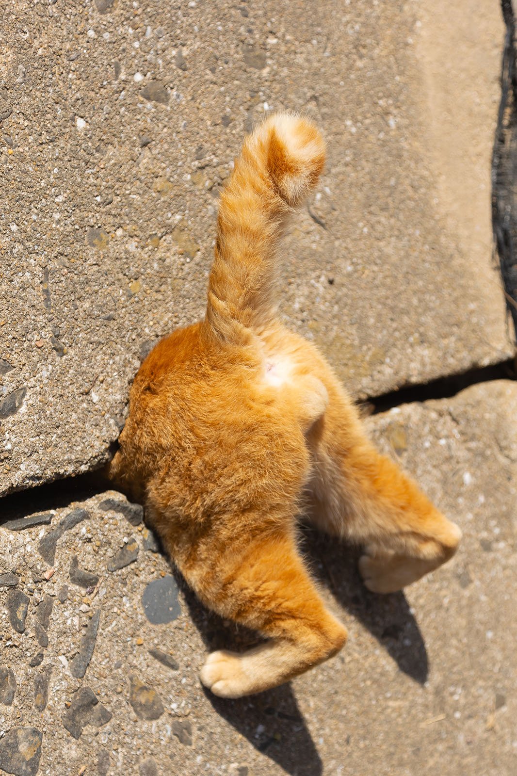A ginger cat with its back to the camera is squeezing under a large rock, with only its hind legs and tail visible.
