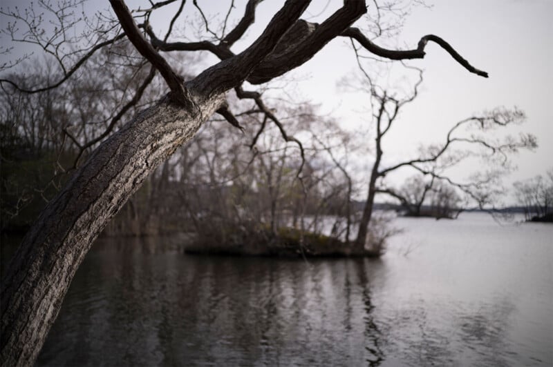 A bare, gnarled tree extends its branches over calm, reflective water. In the background, more leafless trees line the shore under an overcast sky, creating a somber, tranquil scene with a small island visible.