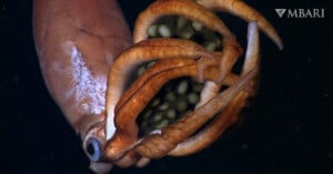 A deep-sea squid with white spots holds its arm-like appendages close to its body, displaying clusters of white, spherical eggs. The background is dark, highlighting the squid and its eggs. The MBARI logo is in the upper right corner.