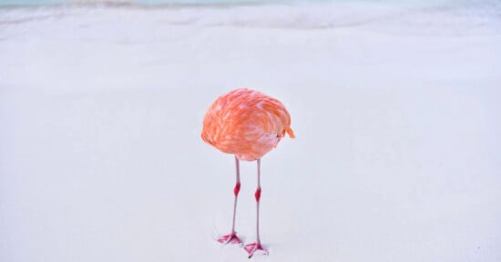 A flamingo stands on a beach with its head tucked away, making its body appear headless. The sand is white, and the pastel-colored ocean is calm in the background. The lighting is soft, creating a serene and minimalist scene.
