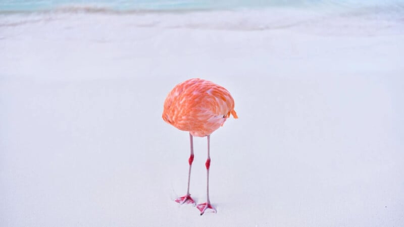 A lone flamingo with its head tucked, stands on the white sand of a beach, with gentle ocean waves in the background. The flamingo's pink and orange feathers contrast strikingly against the light-colored sand.