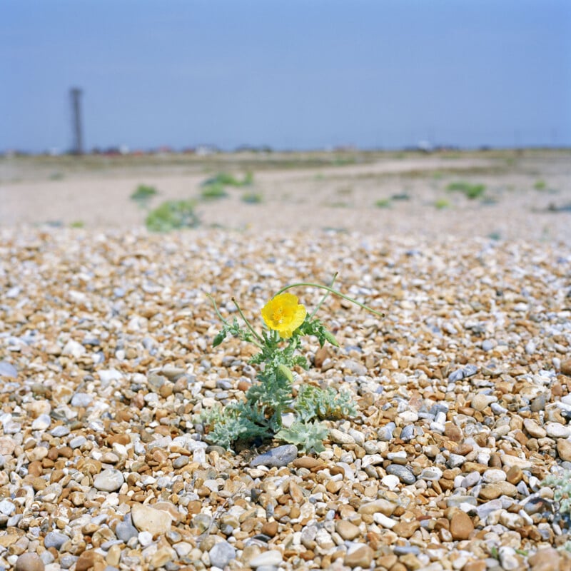 A single yellow flower with green leaves grows amidst a barren, rocky landscape under a clear blue sky. The background features a blurred silhouette of a tall structure and a distant horizon.