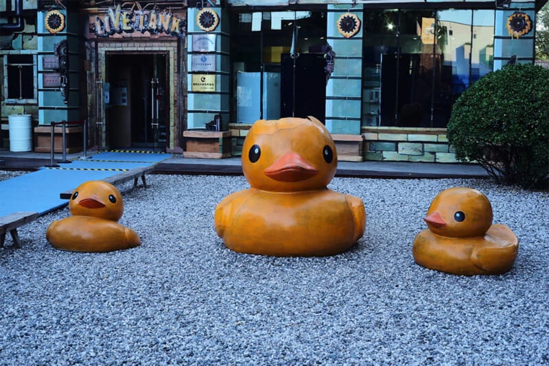 A photo shows three large rubber duck sculptures placed on a bed of gravel in an outdoor area. The ducks are of varying sizes, with the largest in the center. 