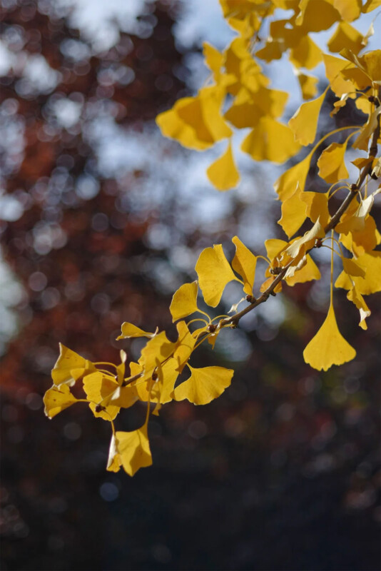 A close-up of golden-yellow leaves on a branch, sharply in focus, with a blurred background of dark red foliage and a light blue sky. The leaves are fan-shaped and appear vibrant in the sunlight.