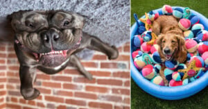 Left side: A happy dog with a wrinkled face lies upside down on a grey carpet with a brick wall behind, giving a wide, joyful smile. Right side: A golden retriever sits in a blue kiddie pool filled with colorful toys, smiling and appearing content.