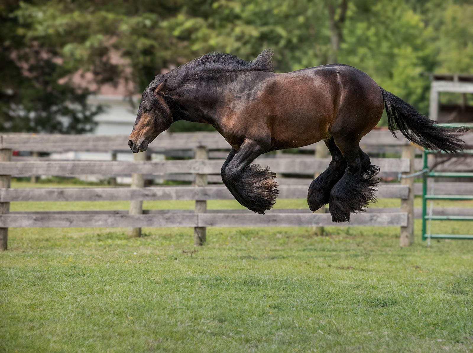 A powerful horse with a dark brown coat and thick feathered legs is captured mid-air in an energetic leap inside a fenced field. Green grass covers the ground and trees are visible in the background, creating a serene, pastoral scene.